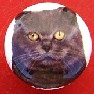 CERAMIC CABINET KNOB CAT CATS KITTEN blue russian