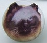 CERAMIC CABINET KNOB CAT CATS KITTEN HIMILAYAN 