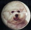 cabinet knob bichon frise