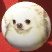 cabinet knob chihuahua white