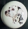 cabinet knob dalmation
