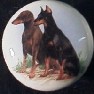 cabinet knob doberman pincer