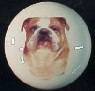cabinet knob english bulldog
