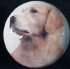cabinet knob golden retriever