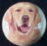 cabinet knob golden retriever