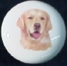 cabinet knob golden retriever