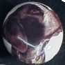 ceramic cabinet knob german shorthair pointer
