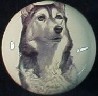 ceramic cabinet knob siberian husky