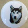 cabinet knob siberian husky
