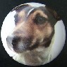 ceramic cabinet knob jack russell terrier