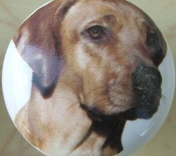 ceramic cabinet knob rhodesian ridgeback