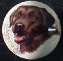 ceramic cabinet knob chocolate labrador retiever