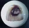 ceramic cabinet knob pekingese terrier pekeingese