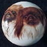 ceramic cabinet knob pekingese terrier pekeingese