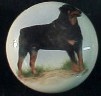 ceramic cabinet knob rottweiler rottwieler