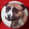 ceramic cabinet knob american staffordshire terrier pitbull