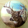 Cabinet knob Buck Bust