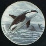 CERAMIC CABINET KNOB KNOBS  SALT WATER  FISH ORCA WHALE WILLIE